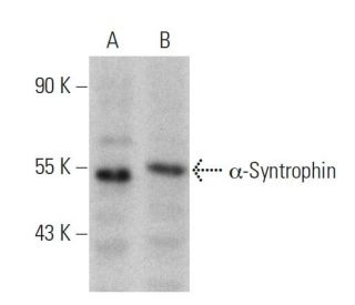 &alpha;-Syntrophin Antibody (C-7) - Western Blotting - Image 359963 