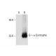 α-Syntrophin Antibody (D-7) - Western Blotting - Image 72334