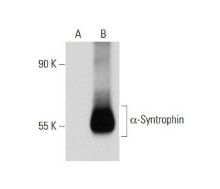 &alpha;-Syntrophin Antibody (F-1) - Western Blotting - Image 72336