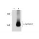 α-Syntrophin Antibody (F-1) - Western Blotting - Image 72336