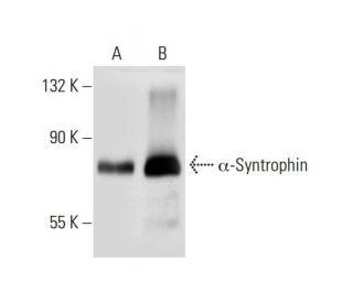 western blotting image from recommended α-Syntrophin (D-7) monoclonal antibody replacement. Image 72338