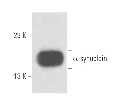 alpha-synuclein-antibody-2b2d1