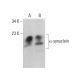 alpha Synuclein Antibody (3G282) - Western Blotting - Image 379608 