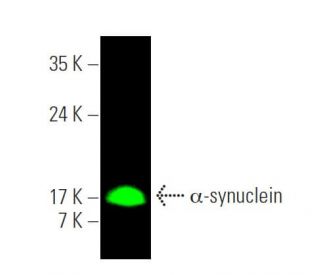 alpha Synuclein Antibody (D-10) - Western Blotting - Image 394872The Double Nickase Plasmid features a U6 promoter for sgRNA expression, a 20 nt targeting sequence, and a gRNA scaffold to guide Cas9n. It includes a CBh promoter for Cas9n (D10A) and puromycin resistance, GFP for transfection verification, and nuclear localization signals (NLS). The 2A peptide allows co-expression of Cas9n and Puro from a single promoter, enabling precise genome editing with reduced off-target effects.