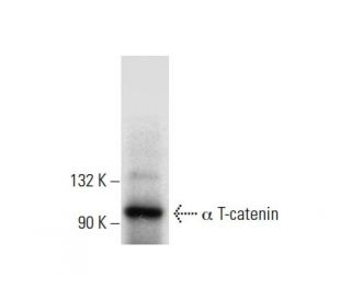 &alpha; T-catenin Antibody (B-6) - Western Blotting - Image 301433 