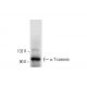 α T-catenin Antibody (B-6) - Western Blotting - Image 301433 