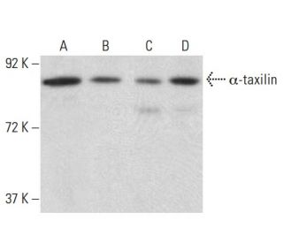 &alpha;-taxilin Antibody (A-6) - Western Blotting - Image 398993 