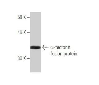 &alpha;-tectorin Antibody (2A5) - Western Blotting - Image 348862
