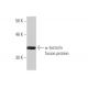 α-tectorin Antibody (2A5) - Western Blotting - Image 348862