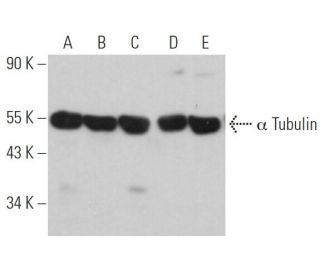 alpha Tubulin Antibody (3H3085) - Western Blotting - Image 360907 