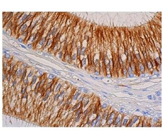 alpha Tubulin Antibody (3H3087) - Immunohistochemistry - Image 348033 