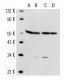 alpha Tubulin Antibody (4G1) - Western Blotting - Image 14699 