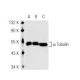 alpha Tubulin Antibody (4G1) - Western Blotting - Image 49877 