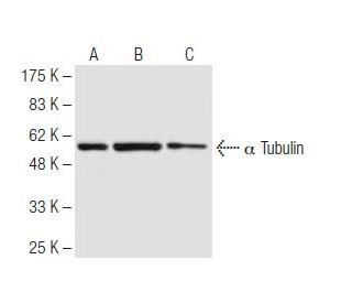 alpha Tubulin Antibody 4G1 SCBT Santa Cruz Biotechnology