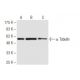 alpha Tubulin Antibody (4G1) - Western Blotting - Image 62861