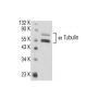 alpha Tubulin Antibody (AA12) - Western Blotting - Image 16357