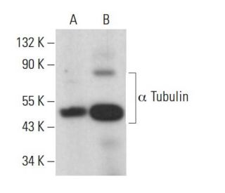 alpha Tubulin Antibody (AA12) - Western Blotting - Image 381331 
