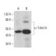 alpha Tubulin Antibody (AA12) - Western Blotting - Image 381331 