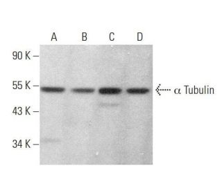 alpha Tubulin Antibody (AA13) - Western Blotting - Image 350750 