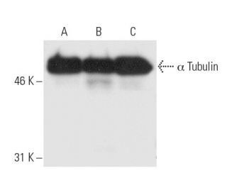 alpha Tubulin Antibody B 5 1 2 SCBT Santa Cruz Biotechnology