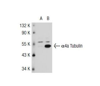 alpha Tubulin Antibody B 7 SCBT Santa Cruz Biotechnology