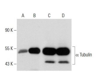 alpha Tubulin抗体(B-7) | SCBT - Santa Cruz Biotechnology