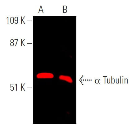 alpha Tubulin Antibody B 7 SCBT Santa Cruz Biotechnology