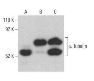 alpha Tubulin Antibody B 7 SCBT Santa Cruz Biotechnology