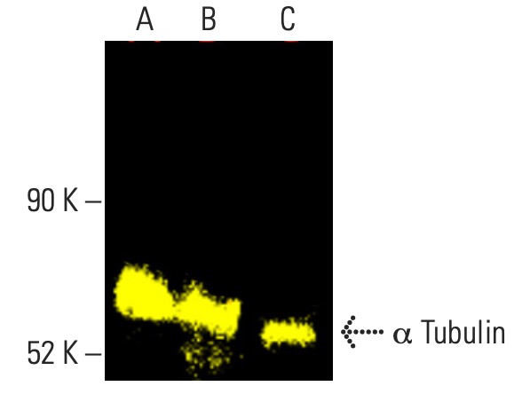 alpha Tubulin Antibody B 7 SCBT Santa Cruz Biotechnology