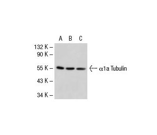 western blotting image from recommended alpha Tubulin (TU-02) monoclonal antibody replacement. Image 36624