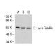 Este anticuerpo policlonal ha dejado de fabricarse. Consulta nuestro anticuerpo monoclonal recomendado <a href="alpha-tubulin-antibody-tu-02">alpha Tubulin (TU-02)</a> (se muestran datos de muestra). western blotting image from recommended alpha Tubulin (TU-02) monoclonal antibody replacement. Image 36624