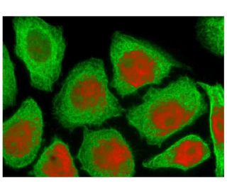 alpha Tubulin Antibody TU 02 SCBT Santa Cruz Biotechnology