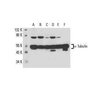 alpha Tubulin Antibody YL1 2 SCBT Santa Cruz Biotechnology