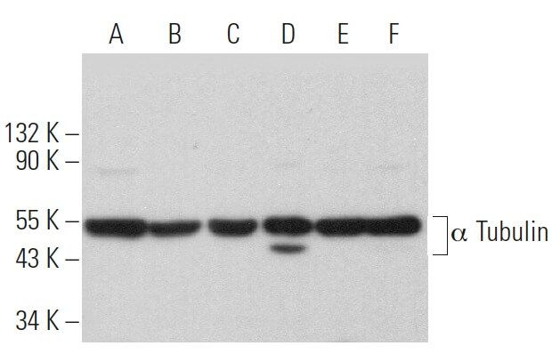 alpha Tubulin Antibody YL1 2 SCBT Santa Cruz Biotechnology