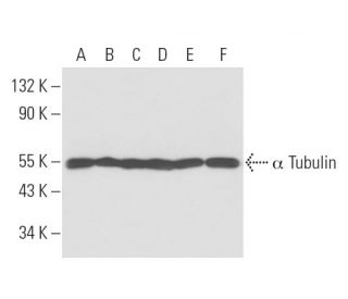 alpha Tubulin Antibody (YOL1/34) - Western Blotting - Image 16435 
