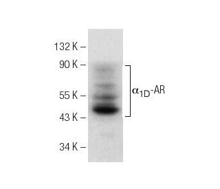 &alpha;<sub>1D</sub>-AR Antibody (B-6) - Western Blotting - Image 142601