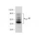 α1D-AR Antibody (B-6) - Western Blotting - Image 142601