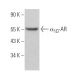 α1D-AR Antibody (F-10) - Western Blotting - Image 370024