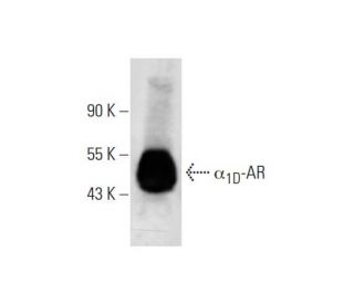 western blotting image from recommended &alpha;1D-AR (F-10) monoclonal antibody replacement. Image 290907