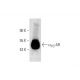 western blotting image from recommended α1D-AR (F-10) monoclonal antibody replacement. Image 290907
