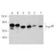 α2B-AR Antibody (C-4) - Western Blotting - Image 385192 