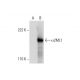 α2ML1 Antibody (G-8) - Western Blotting - Image 292050