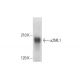 α2ML1 Antibody (G-8) - Western Blotting - Image 305748 