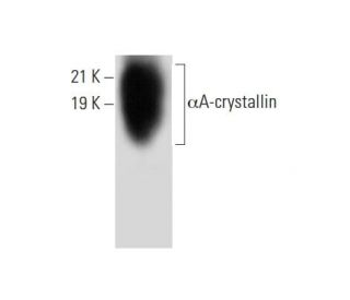 western blotting image from recommended &alpha;A-crystallin (B-2) monoclonal antibody replacement. Image 303800