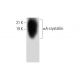 western blotting image from recommended αA-crystallin (B-2) monoclonal antibody replacement. Image 303800