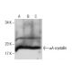 αA-crystallin Antibody (SUB4) - Western Blotting - Image 285931