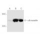 western blotting image from recommended αB-crystallin (F-10) monoclonal antibody replacement. Image 68435