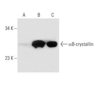 western blotting image from recommended &alpha;B-crystallin (F-10) monoclonal antibody replacement. Image 68435
