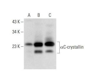 &alpha;C-crystallin Antibody (H-5) - Western Blotting - Image 304344 