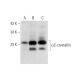 αC-crystallin Antibody (H-5) - Western Blotting - Image 304344 